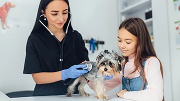 Veterinarian examining a small dog.