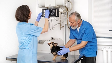 Veterinarians imaging a small dog.