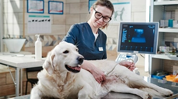 Veterinarian examining a dog.