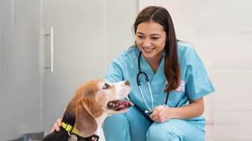 Veterinarian caring for a dog.