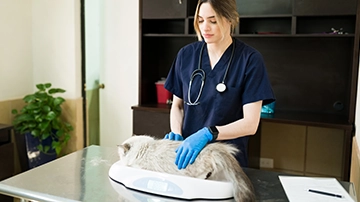 Veterinarian examining a cat.