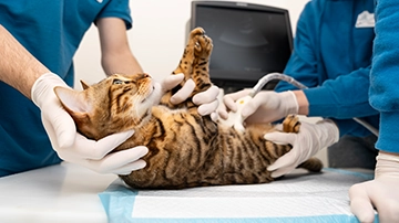 Veterinarians doing blood work to cat