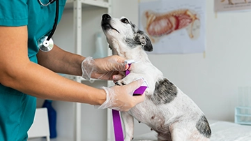 in-home pet vaccinations