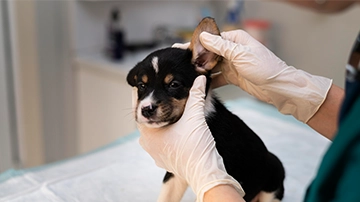 mobile vet vaccinations