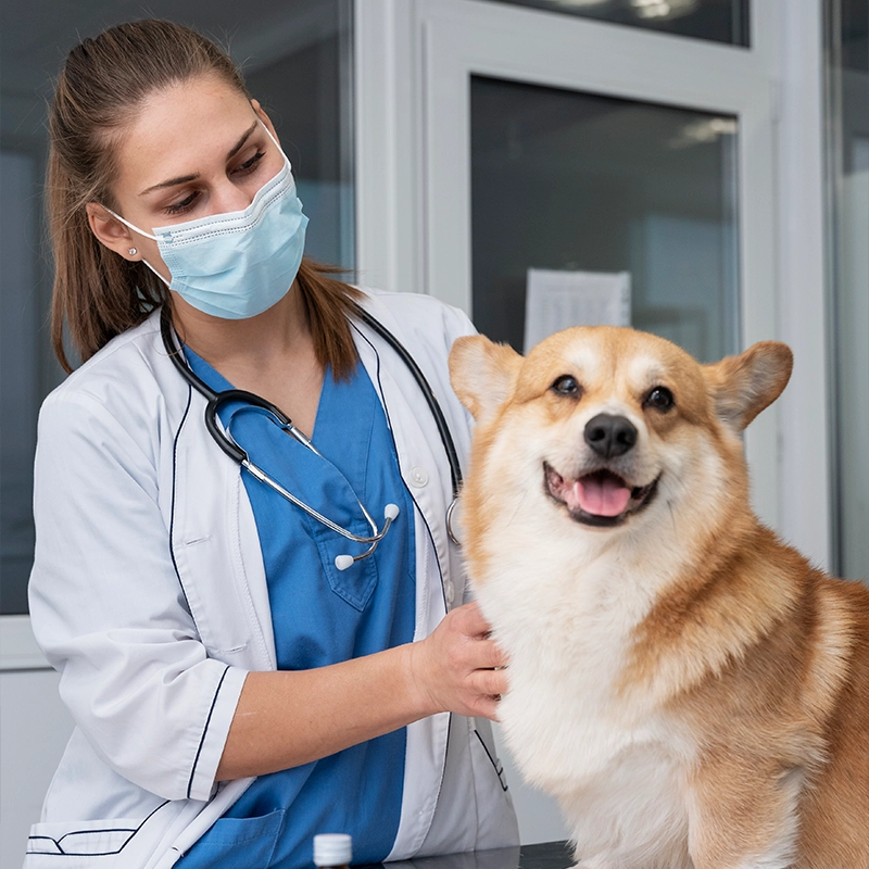 pet vaccinations Chicago IL