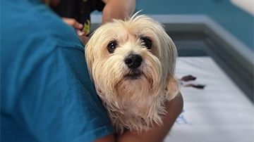 Small dog being held by person