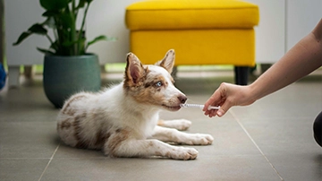 Puppy receiving care from veterinarian