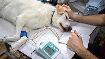 Dog receiving medical examination and care